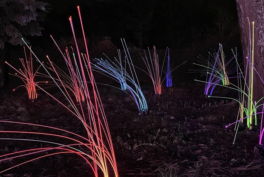 Inspiring Future Physicists at the Light Up Sir Harold Hillier Gardens Event
